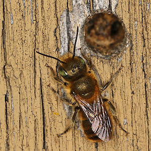 Osmia caerulescens, M am Nesteingang Osmia caerulescens, M am Nesteingang