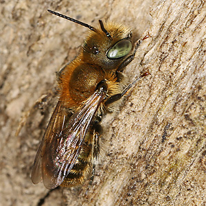 Osmia caerulescens, M: Flugpause Osmia caerulescens, M: Flugpause