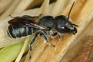 Osmia caerulescens, W: Pause Osmia caerulescens, W: Pause