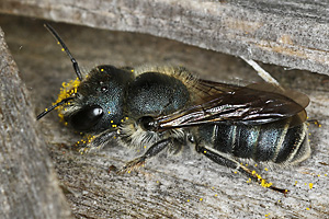 Osmia caerulescens, W nach Sammelflug Osmia caerulescens, W nach Sammelflug