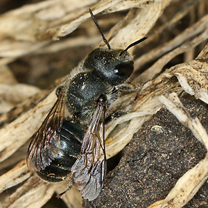 Osmia caerulescens, W Osmia caerulescens, W