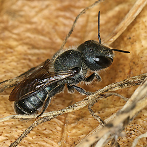 Osmia caerulescens, W Osmia caerulescens, W