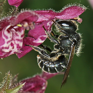 Osmia caerulescens, W Osmia caerulescens, W