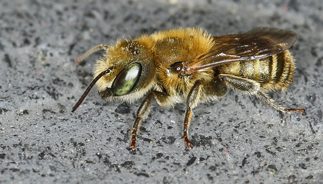 Osmia caerulescens, M Osmia caerulescens, M