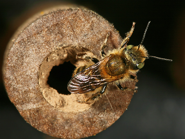 Osmia caerulescens, W