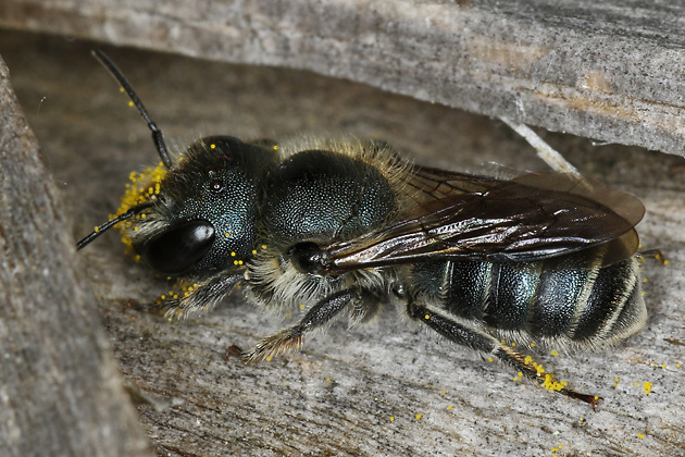 Osmia caerulescens, W