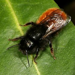 Gehörnte Mauerbiene (Osmia cornuta), W Gehörnte Mauerbiene (Osmia cornuta), W