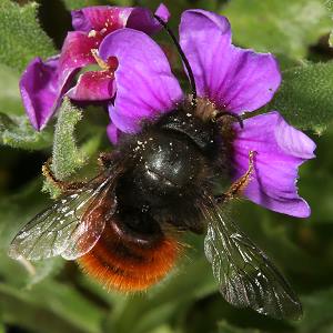 Gehörnte Mauerbiene (Osmia cornuta), W Gehörnte Mauerbiene (Osmia cornuta), W