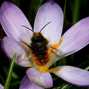 Osmia cornuta, W Osmia cornuta, W
