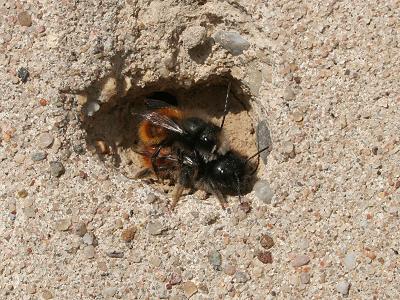 Paarung der Gehörnten Mauerbiene (Osmia cornuta) Paarung der Gehörnten Mauerbiene (Osmia cornuta)