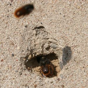 Osmia cornuta, M und W Osmia cornuta, M und W