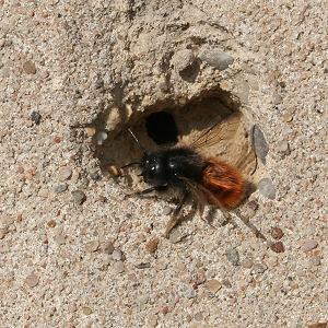Osmia cornuta, W Osmia cornuta, W