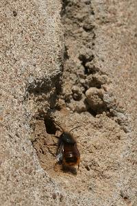 Gehörnte Mauerbiene (Osmia cornuta), M