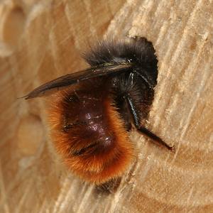 Gehörnte Mauerbiene (Osmia cornuta), W: Bau des Nestverschlusses (1) Gehörnte Mauerbiene (Osmia cornuta), W: Bau des Nestverschlusses (1)