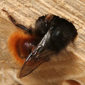 Osmia cornuta, W: Bau des Nestverschlusses (2) Osmia cornuta, W: Bau des Nestverschlusses (2)
