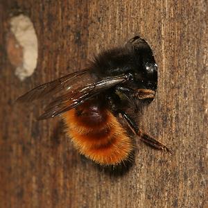 Osmia cornuta, W: Bau des Nestverschlusses (3) Osmia cornuta, W: Bau des Nestverschlusses (3)