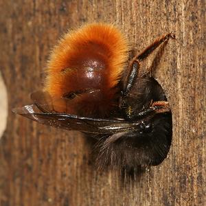 Osmia cornuta, W: Bau des Nestverschlusses (4) Osmia cornuta, W: Bau des Nestverschlusses (4)