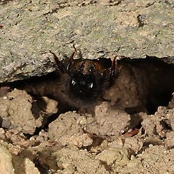 Mauerbiene: Osmia cornuta, W, Lehm abbauend (1) Mauerbiene: Osmia cornuta, W, Lehm abbauend (1)