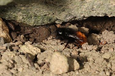 Osmia cornuta, W, Lehm abbauend (2) Osmia cornuta, W, Lehm abbauend (2)