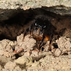 Osmia cornuta, W, Lehm abbauend (3) Osmia cornuta, W, Lehm abbauend (3)