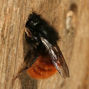 Osmia cornuta, W: Bau des Nestverschlusses (5) Osmia cornuta, W: Bau des Nestverschlusses (6)