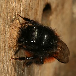 Osmia cornuta, W: Bau des Nestverschlusses (6) Osmia cornuta, W: Bau des Nestverschlusses (6)