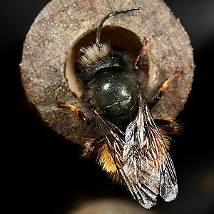 Gehörnte Mauerbiene (Osmia cornuta), M, am Nest