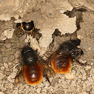 Osmia cornuta, WW (Neptunstraße) Osmia cornuta, WW
