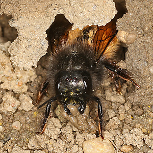 Osmia cornuta, W Osmia cornuta, W