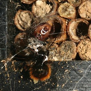 Spinnenbeute: Osmia cornuta, W Spinnenbeute: Osmia cornuta, W