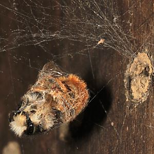 Spinnenbeute: Osmia cornuta, M Spinnenbeute: Osmia cornuta, M