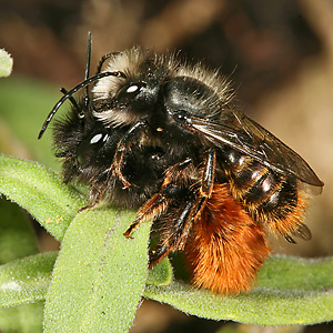 Mauerbienenpaarung: Osmia cornuta, M+W Mauerbienenpaarung: Osmia cornuta, M+W