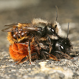 Mauerbienenpaarung: Osmia cornuta, M+W Mauerbienenpaarung: Osmia cornuta, M+W