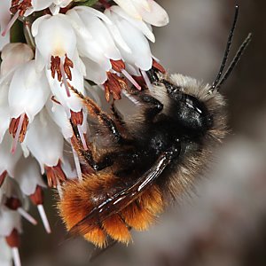 Osmia cornuta, M, an Calluna Osmia cornuta, M, an Calluna