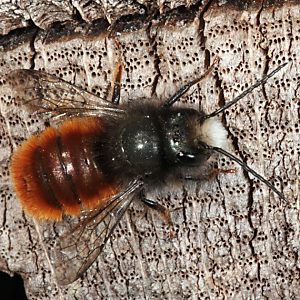 Osmia cornuta, M Osmia cornuta, M