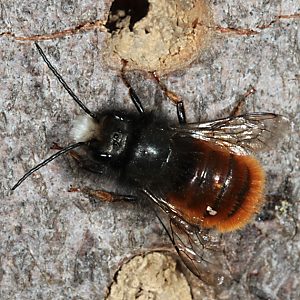 Osmia cornuta, M Osmia cornuta, M