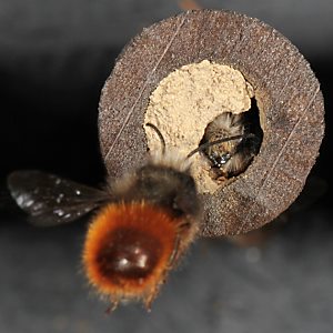 Osmia cornuta, M und W Osmia cornuta, M und W