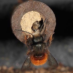 Osmia cornuta, M und W Osmia cornuta, M und W