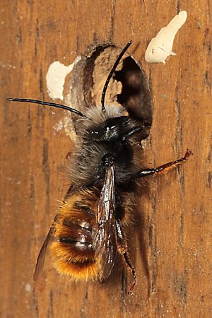 Osmia cornuta, M Osmia cornuta, M