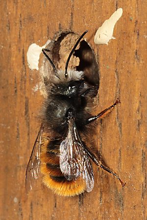 Osmia cornuta, M Osmia cornuta, M