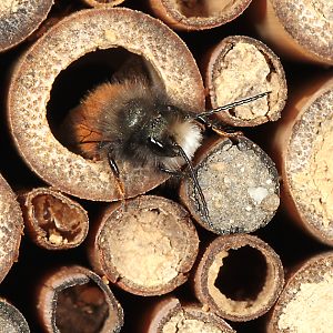 Osmia cornuta, M Osmia cornuta, M