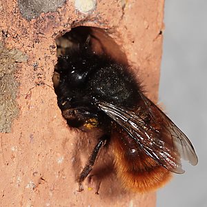 Osmia cornuta, W, am Nistziegel Osmia cornuta, W, am Nistziegel