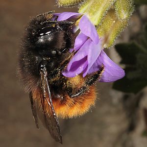 Osmia cornuta, W, am Blaukissen (1) Osmia cornuta, W, am Blaukissen (1)
