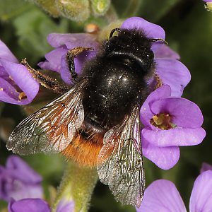 Osmia cornuta, W, am Blaukissen (2) Osmia cornuta, W, am Blaukissen (2)