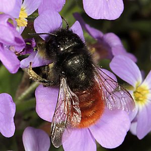 Osmia cornuta, W, am Blaukissen (3) Osmia cornuta, W, am Blaukissen (3)