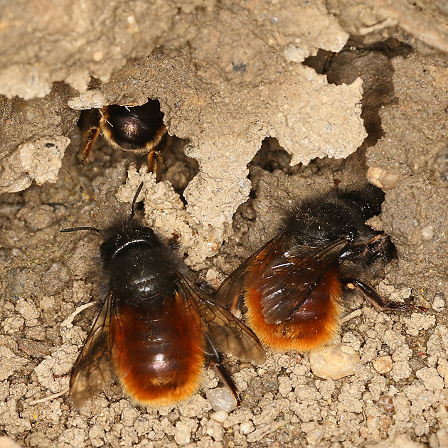 Osmia cornuta, WW + O. bicornis, W