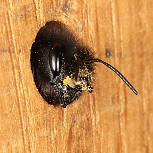 Osmia cornuta, W, im Nistblock 1