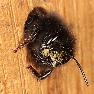Osmia cornuta, W, im Nistblock 2