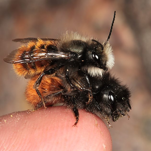 Osmia cornuta, MW, auf dem Finger