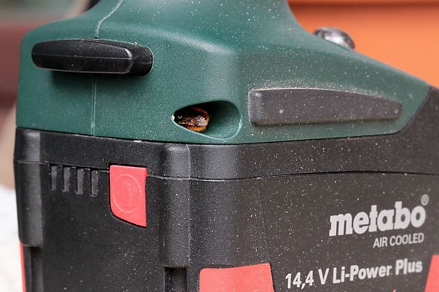 Osmia cornuta, W: Nistversuch in Akku-Bohrmaschine 1